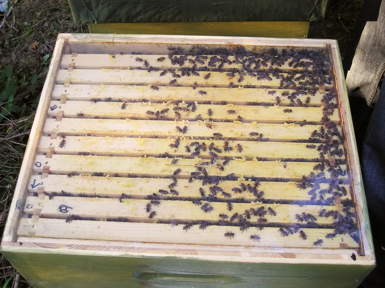 Various Species of Flies, Comprehensive Guides From Experts on Deterrence Methods