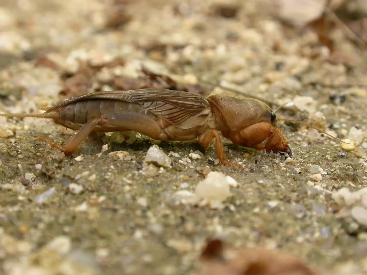 In what order should you apply bug spray and sunscreen: a resolution is presented.
