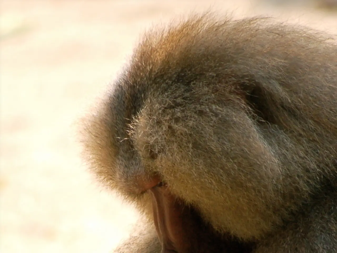 Primates named Orangutans also engage in regular short sleep periods, often referred to as naps.
