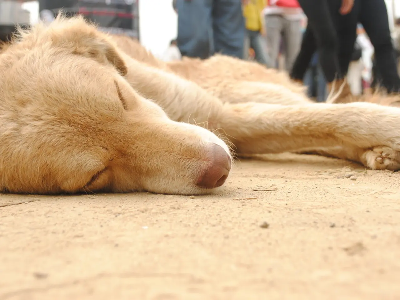 Pikachu and Snorlax appointed as Japanese ambassadors, fostering advocacy for improved sleep...