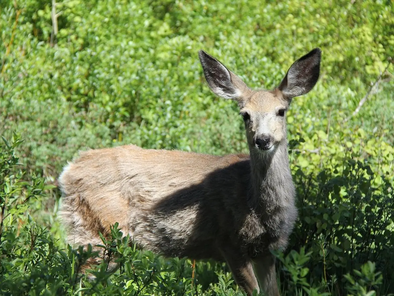 Exploration of Chicory Forage for Management of Parasites in Small Ruminant Livestock Breeding
