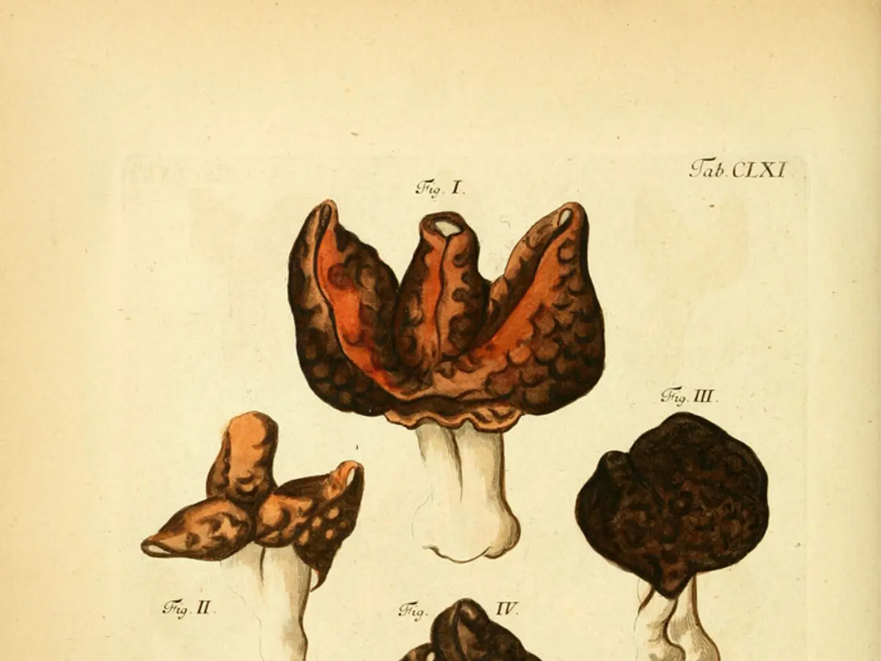 Foraging Guideline for Edible Fungi in the Woods