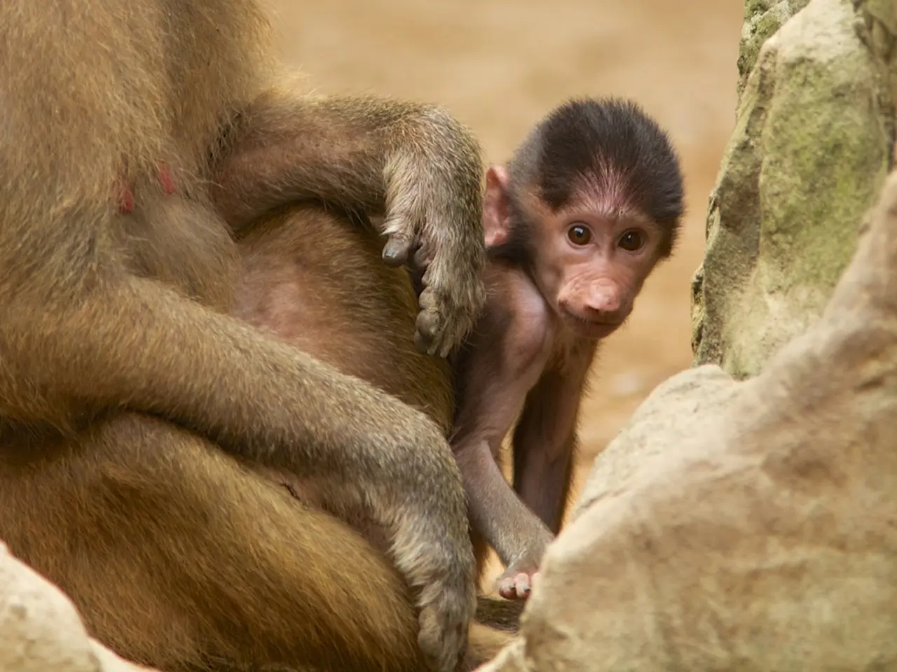 The dimensions of the visual portion of your brain impact your perception of the world around you.