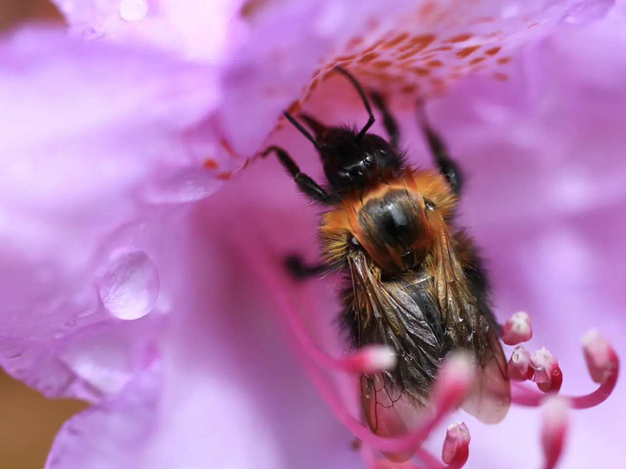 Bee Therapy: Advantages, drawbacks, and further insights