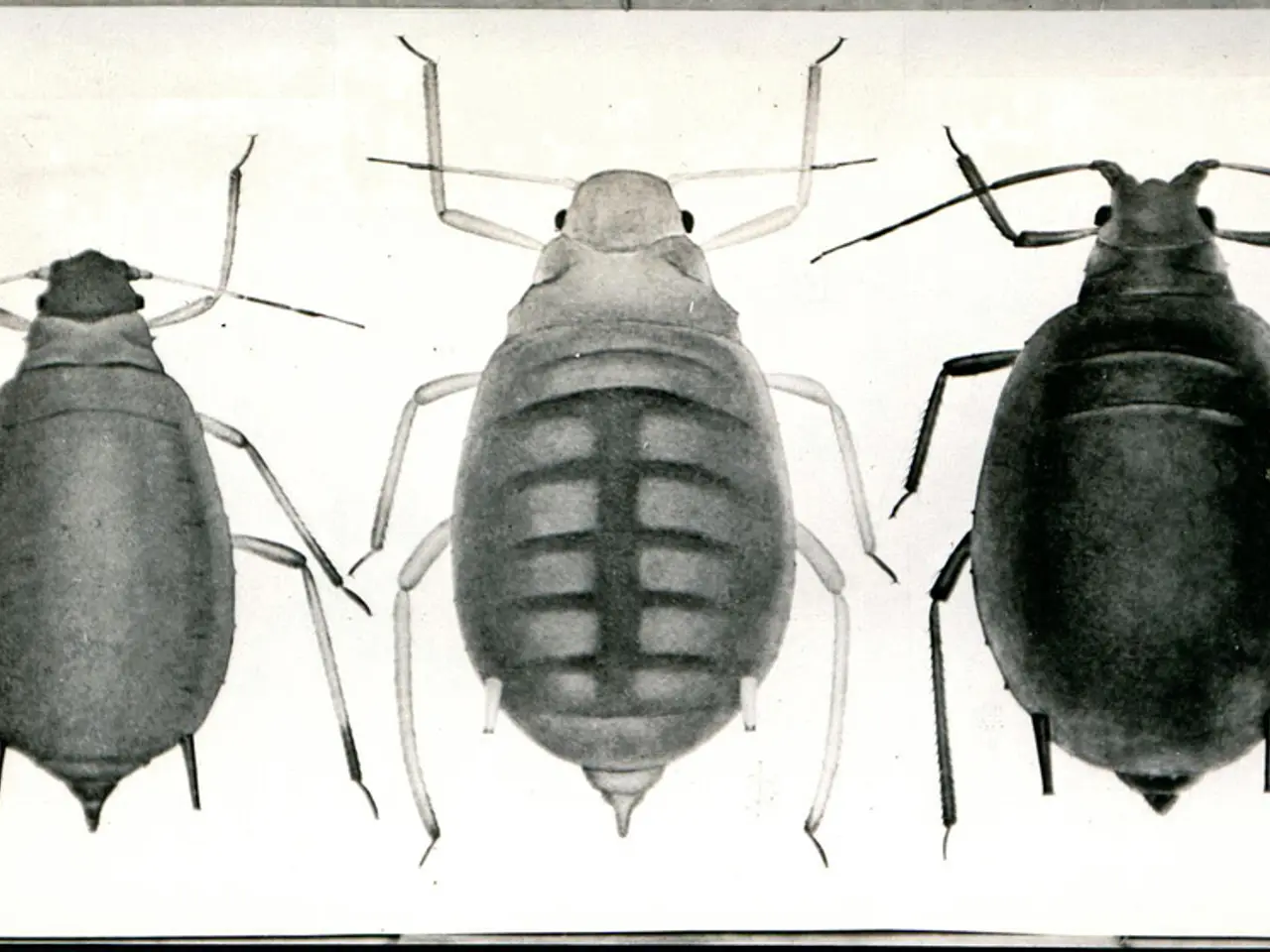 Gigantic Tarantulas Break records for their Extended Mating Organs, Safeguarding Against Predation...