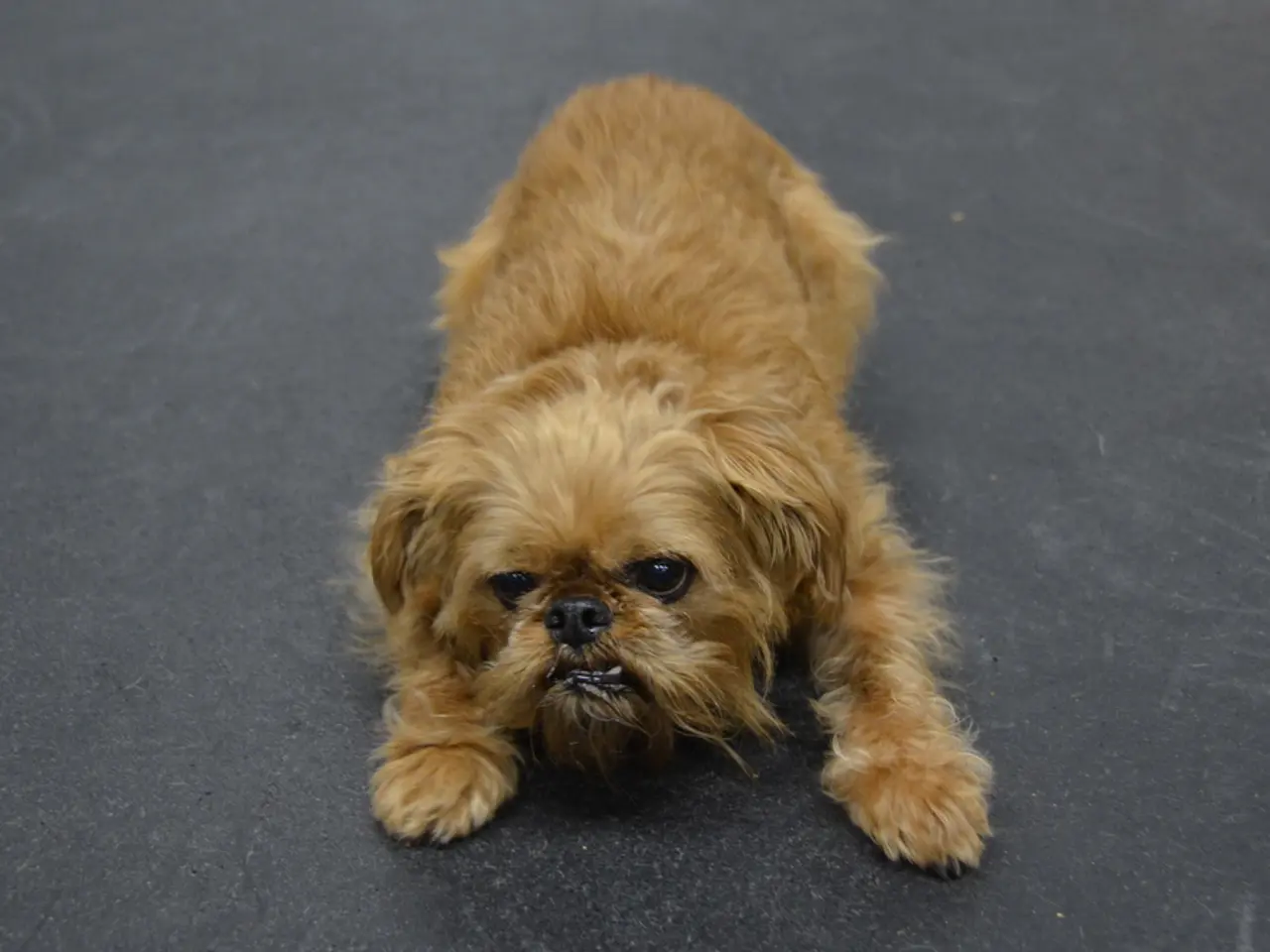 Protecting Dog Paws from Burns: 7 Effective Preventive Measures