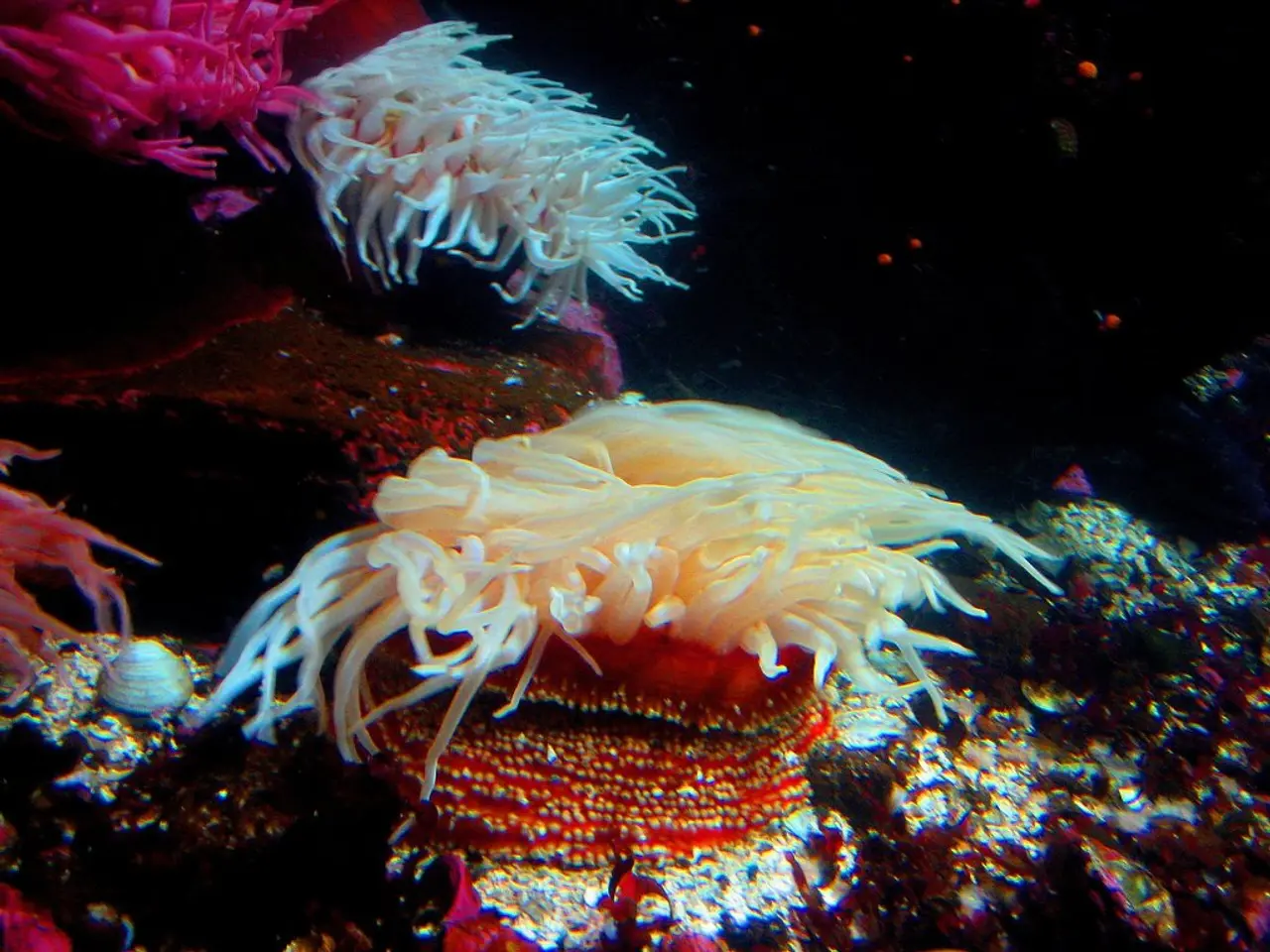 Devastating mass bleaching causes significant coral decrease in Australia's Great Barrier Reef,...