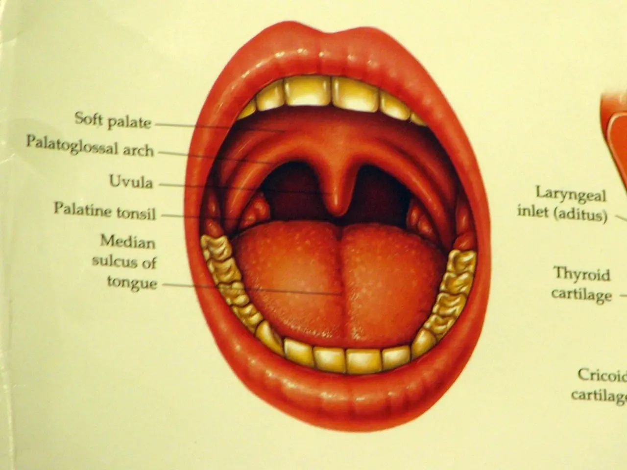 Stages of Oral Cancer: Essential Information