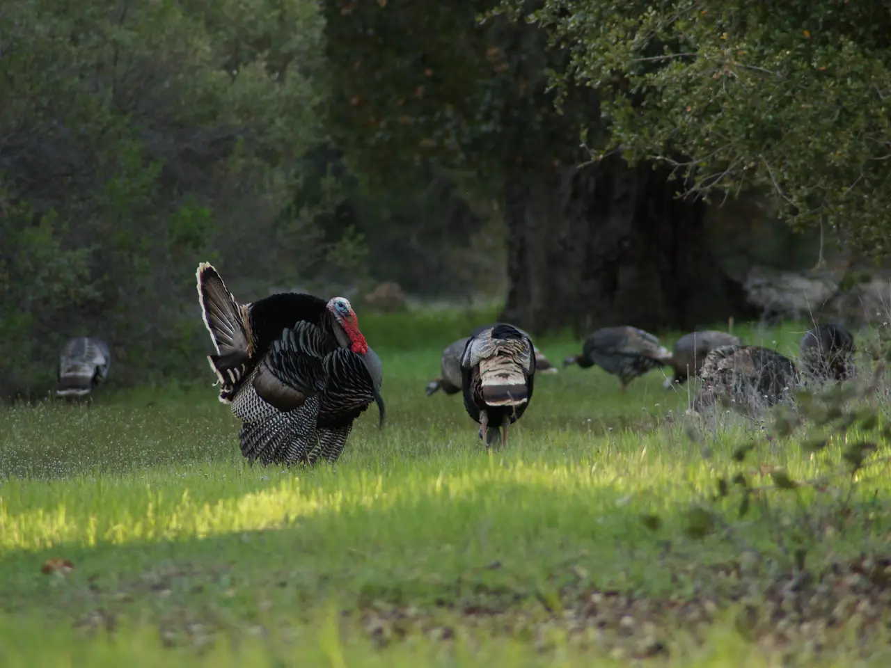 Surgical Correction for Turkey Neck: Process, Preparation, and Post-Op Healing Process