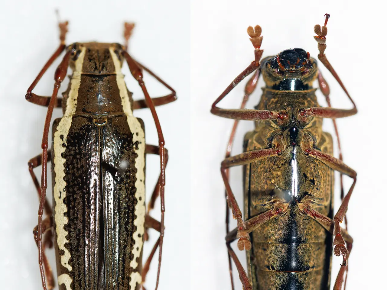 On the left side of the image we can see cockroach upper part of the body. On the right side of the...