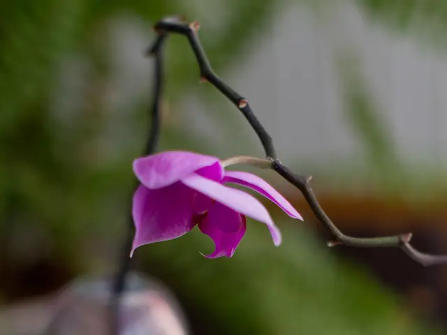 Memory decline slowdown facilitated by flavonols