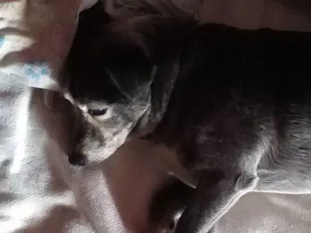 Sleep patterns: Biphasic and Polyphasic sleep explained - Benefits and drawbacks?