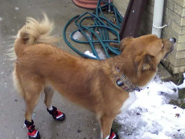 Diets for Dogs with Kidney Disease: Three Options to Explore