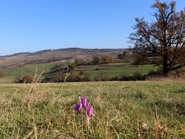 Nature's Uplifting Influence: Unveiling How Blooming Blossoms Can Improve Your Emotional State