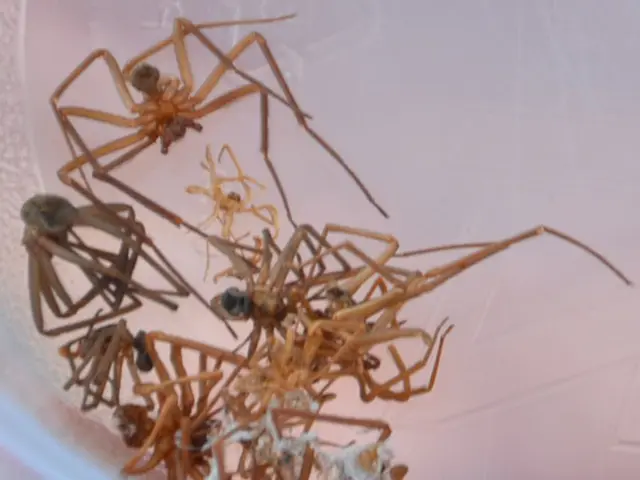 Toxic Spiders Infest Bremerhaven Cargo Facility