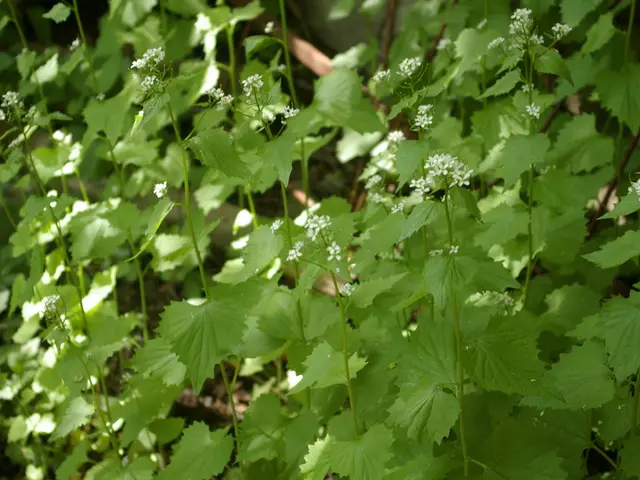 Gathering White Clover (Trifolium repens) in the Wild
