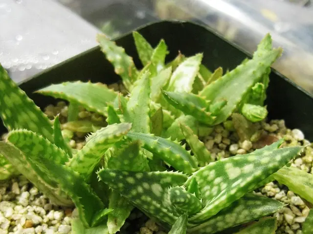 Utilizing Aloe Vera for Acne: Exploring 7 Effective Methods for Alleviating Pimples