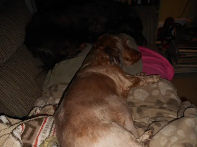 Do canines experience coldness? What temperatures might be overly chilly for dogs during the winter...