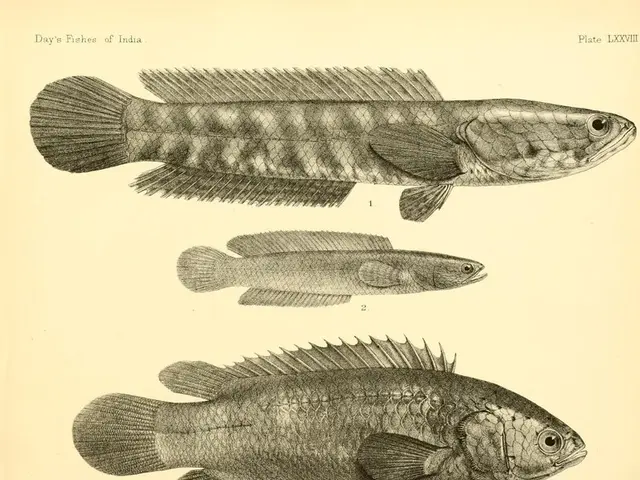 Advantages of Cod Liver Oil Consumption