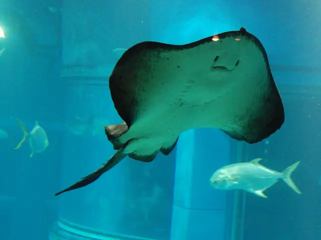 Excessive Fish Oil Consumption: Identifying Harmful Levels