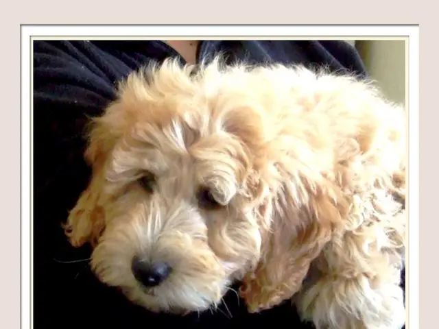 Animal-Assisted Treatment: Operations, Advantages, and Further Details