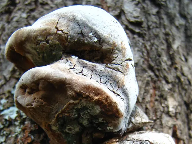 Irritation of the Penis: Recognizing Signs, Underlying Causes, and Potential Remedies