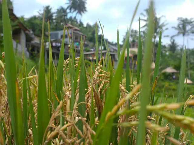 Job Opportunity for Project Associate-I within ICAR-IARI's Genetics Division, New Delhi