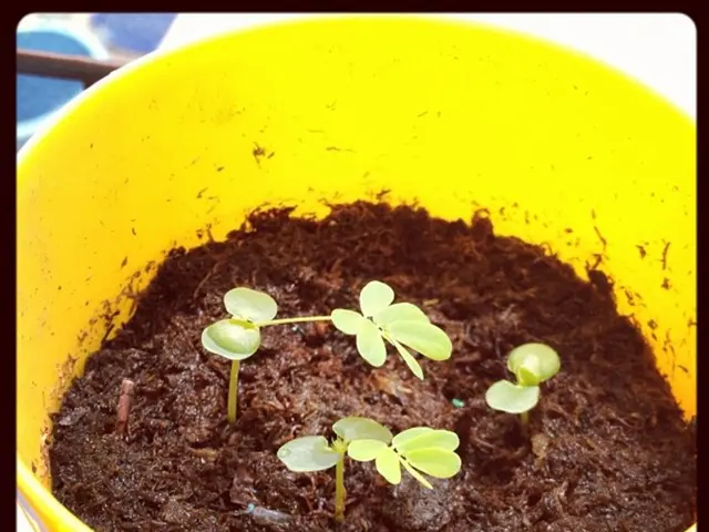 Veggie-Packed Nutrition: A Look into the Rising Popularity of Microgreens as a Nutrient-Rich Power...