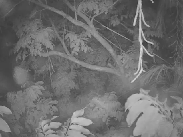 Supermarket Chain Delmmarkt in Bremen Gets Five New Trees Planted