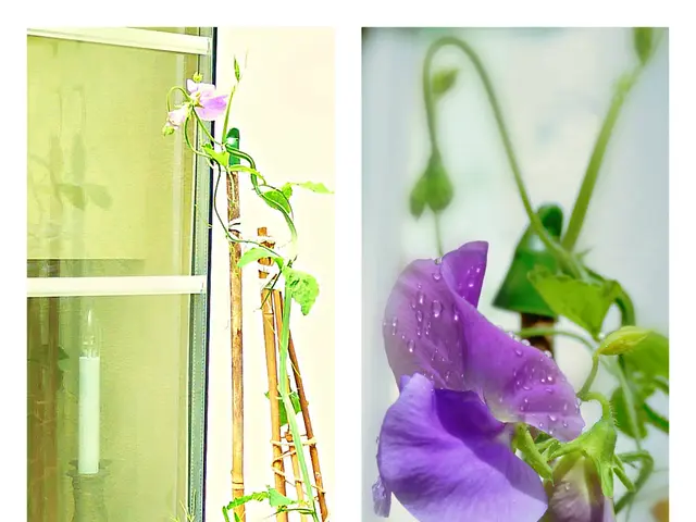 Ponderings Unbound: Exploring the Beneficial Impacts of Daydreaming