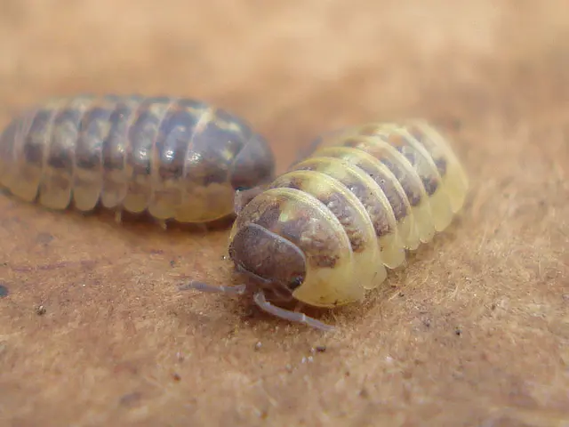 Ohio Hops Harvest: Advantages of Useful Insects