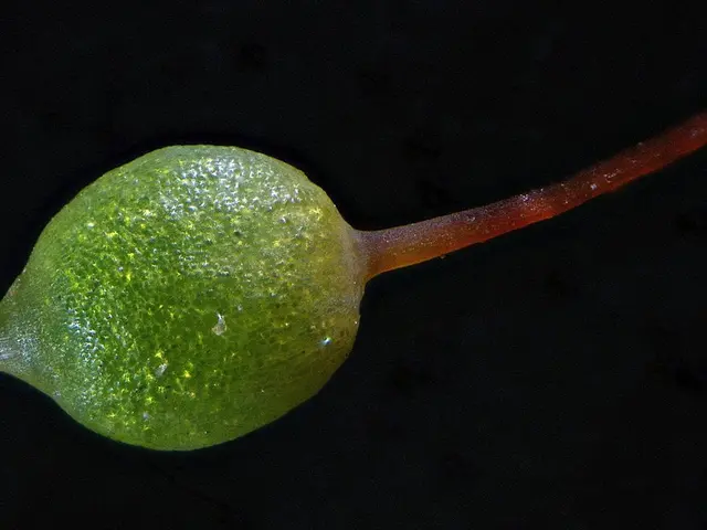Exploring Green Kratom Strains from Golden Monk: Key Advantages