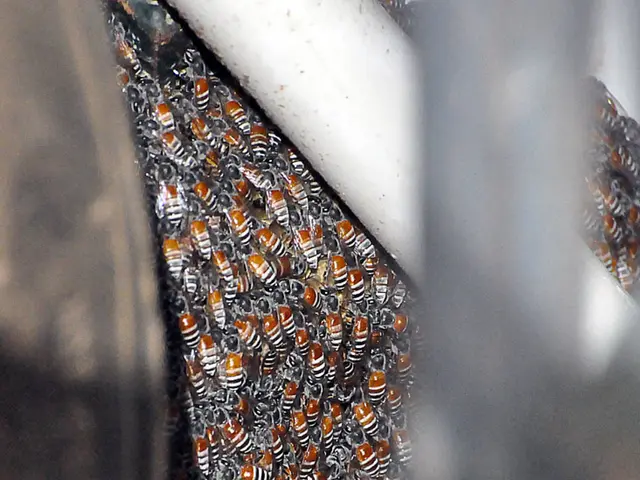 Uncovering the Scientific Analysis Behind a Container of Manuka Honey