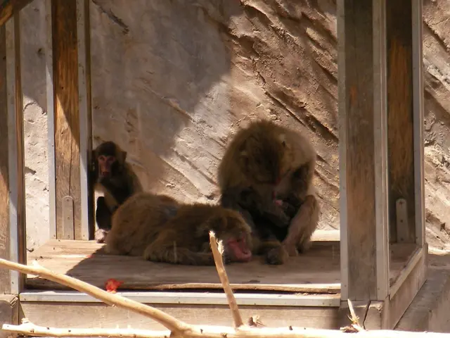 Zoological Facility Readies for Euthanasia of Baboons