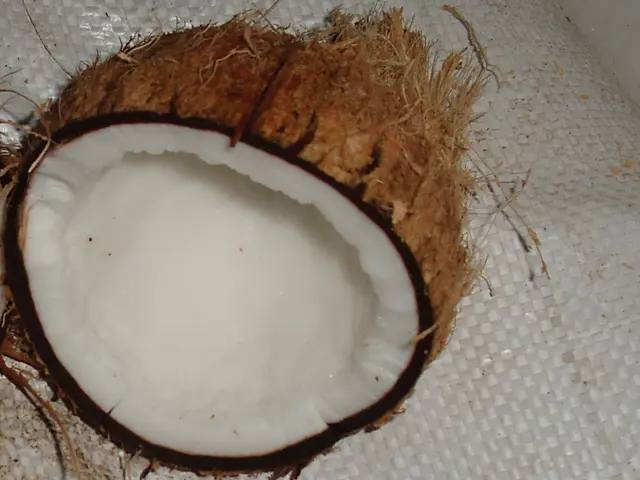 Exploring Coconut Flesh: Discovering Its Nutritional Advantages and Potential Drawbacks