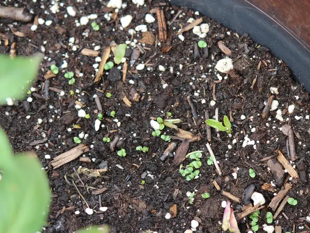 Persisting Herbicides in Composting Hay - Investigating the Remnants of Herbicides in Hay