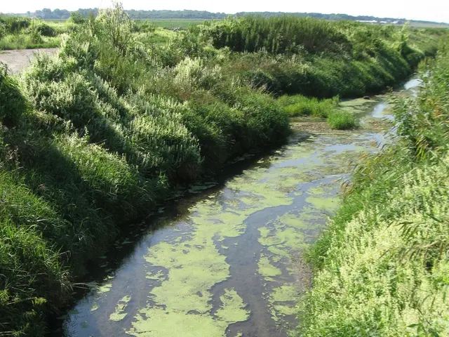 Algae bloom in the Teterower Canal causes sudden green discoloration of water
