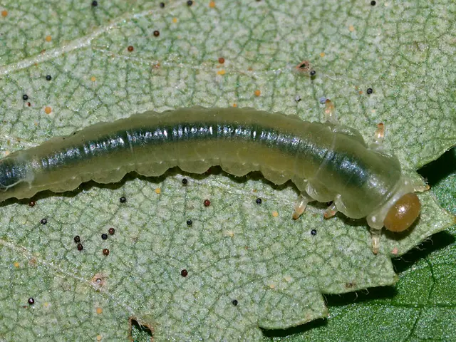 Destructive Blight Affecting Cruciferous Vegetables: Brassicas Stricken by Black Rot