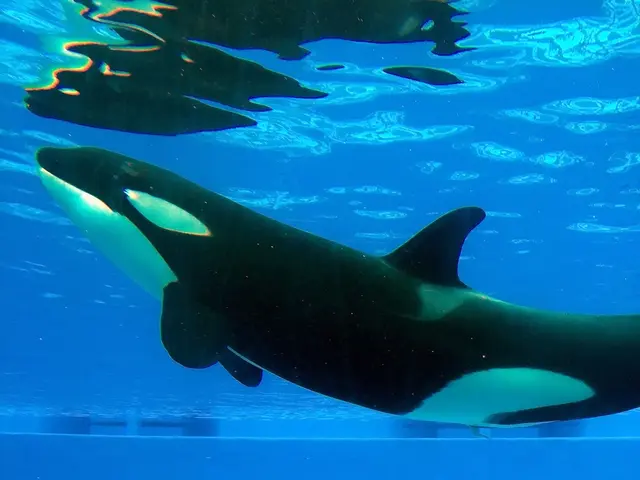 Ancient Marine Creatures that Strolled on Terrestrial Ground