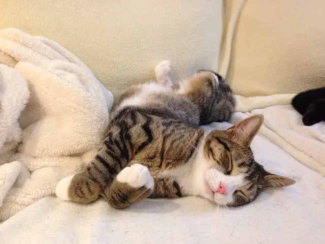 Cats' Preferred Sleeping Position on Their Left Side Unveiled by Researchers