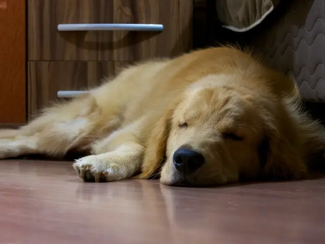 Dogs display hostile behavior.