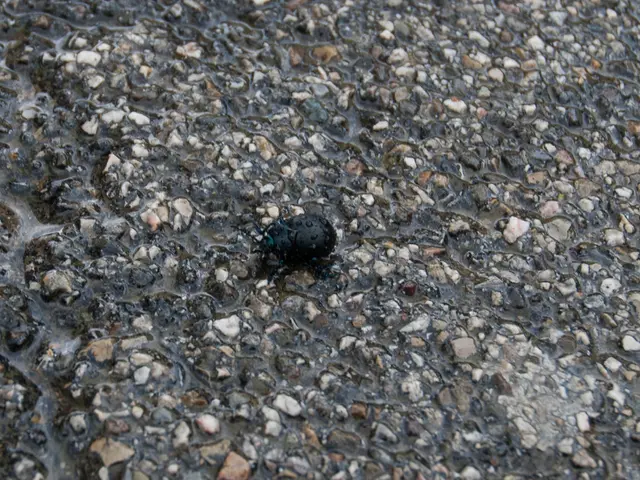 Deadly Black Poison Beetle Spreads Rapidly - Warnings Issued for Public Safety
