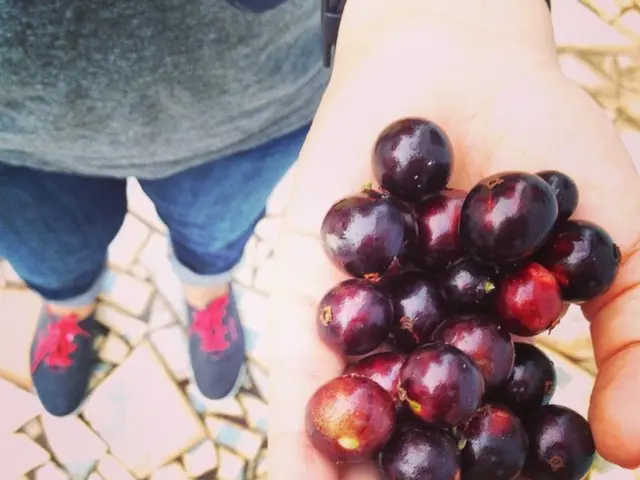 Consuming grapes or raisins is harmful to cats.