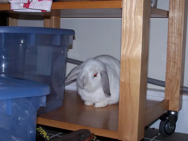 Resurrected Paralyzed Hare, Popularly Known as "Hot Wheels," Regains mobility Again