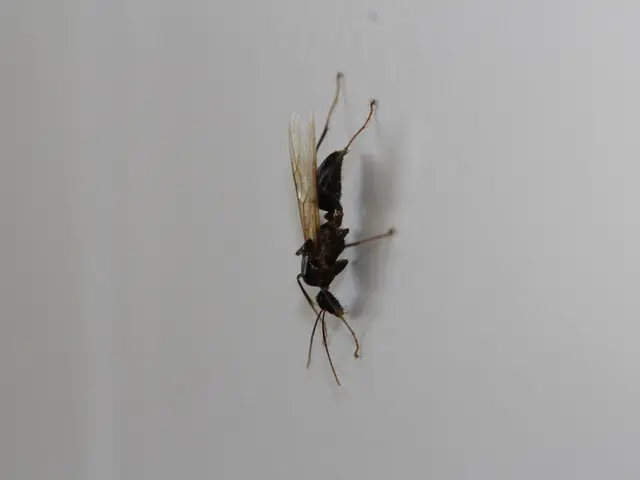 Radioactive wasp colonies discovered at a nuclear facility in South Carolina