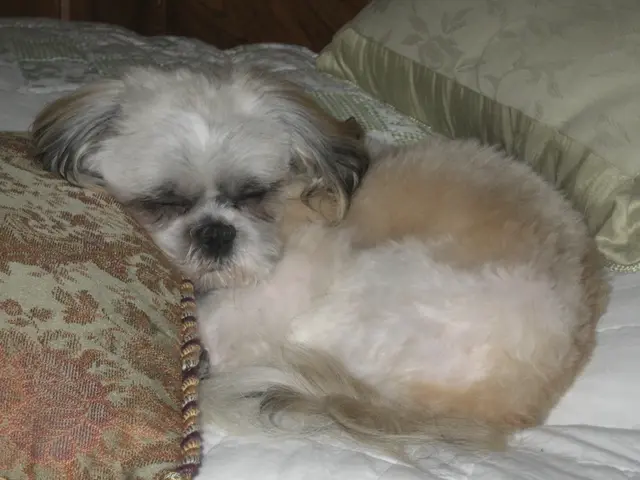 Canine Vision: Interpreting a loyal buddy in a dream as a representation of trust and loyalty