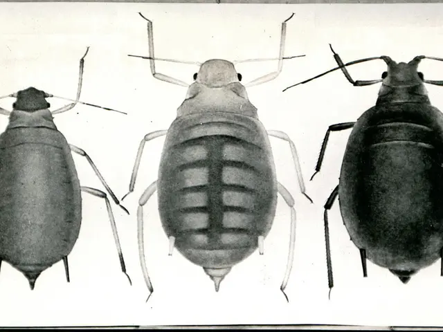 Gigantic Tarantulas Break records for their Extended Mating Organs, Safeguarding Against Predation...