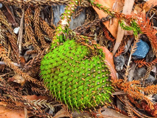 Is it still safe to consume the peach?