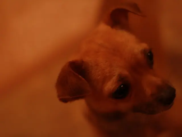 Eye Discharge in Dogs: Explaining the Cause