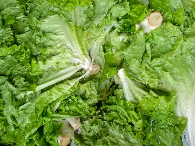 Natural Opioid-like Effects of Wild Lettuce and Its Pain Relief Advantages Unveiled